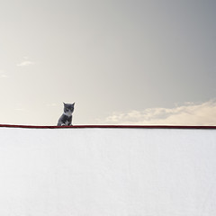 Image showing Cat sitting on the wall 