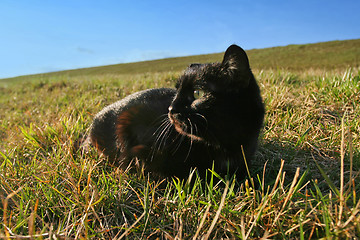 Image showing Black cat in grass on meadow