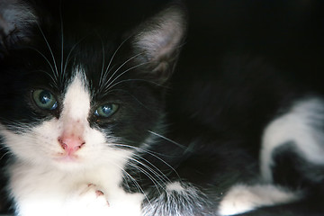 Image showing Close up of black and white cat