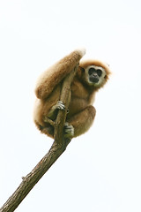 Image showing Gibbon on tree brach