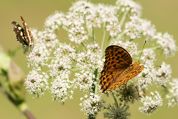 Image showing Butterflies on flower