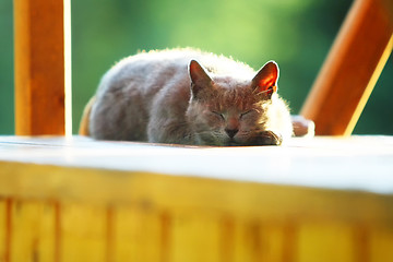 Image showing Brown cat sleeping on wooden stand