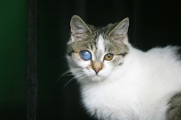 Image showing White and grey cat with deformed eye