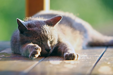 Image showing Close up of a cat sleeping on wooden stand