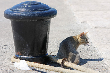 Image showing Grey cat at pier