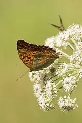 Image showing Butterflies on flowers