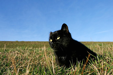 Image showing Black cat on meadow