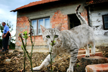 Image showing Grey cat sneaking 