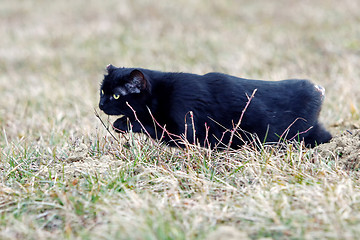 Image showing Black cat with no tail sneaking in grass