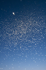 Image showing Swarm of mosquitoes in sky