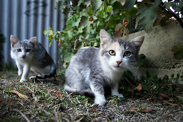 Image showing Two grey and white kittens