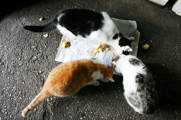 Image showing Three cats eating food from the floor