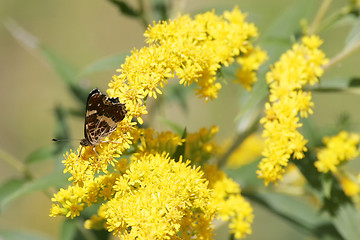 Image showing Butterfly on flower