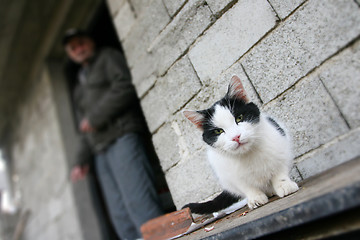 Image showing Domestic cat in front of cottage