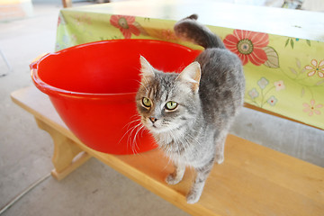 Image showing Grey cat on sitting bench