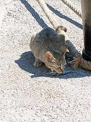 Image showing Grey cat eating fish at pier