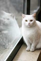 Image showing White cat portrait