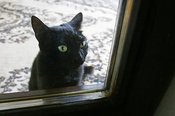 Image showing Black domestic cat looking through glass door