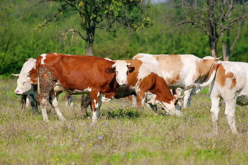 Image showing Flock of cows grazing on meadow