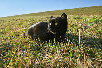 Image showing Black cat lying in grass on meadow