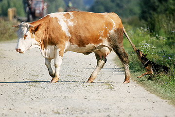 Image showing Cow crossing road