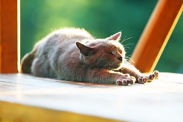 Image showing Brown cat stretching on wooden stand