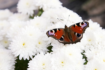 Image showing Colorful butterfly on flower