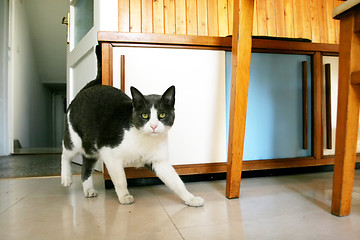 Image showing Cat sneaking in kitchen