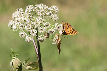 Image showing Butterflies resting on flower