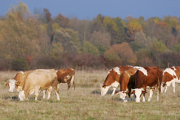 Image showing Small flock of cows on meadow