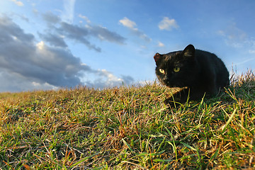 Image showing Black cat sneaking in grass on meadow