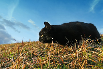 Image showing Black cat sneaking on meadow