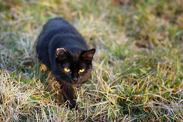 Image showing Black cat sneaking in grass