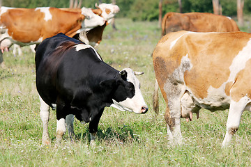Image showing Cows on meadow