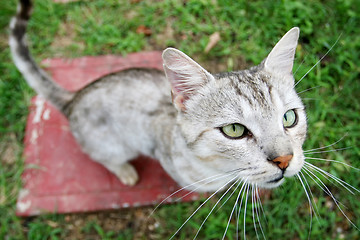 Image showing Close up of cat looking upwards