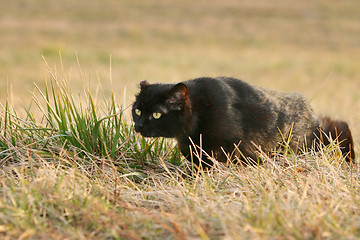 Image showing Black cat sneaking in grass on field