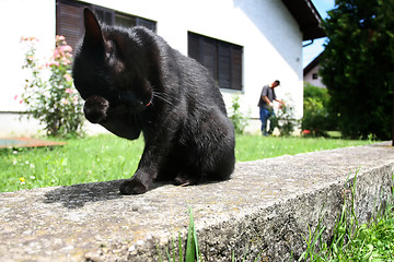 Image showing Black cat cleaning her face