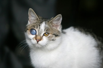 Image showing Cat with deformed eye