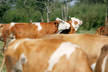 Image showing Small flock of cows on field