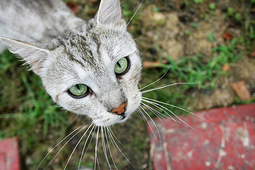 Image showing Close up of grey cat looking upwards