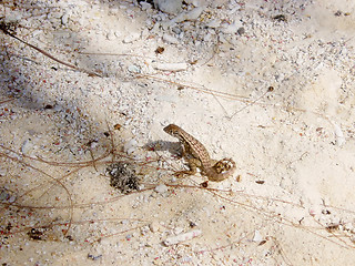 Image showing Curly tailed lizard