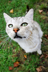 Image showing Grey cat looking upwards