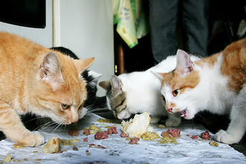 Image showing Three cats eating food scraps from the floor