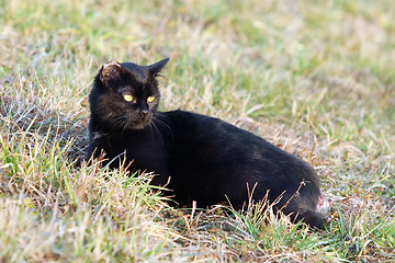 Image showing Black cat in grass