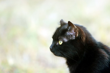 Image showing Black cat portrait