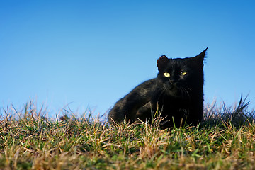 Image showing Black cat with damaged ear in grass