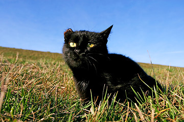 Image showing Black cat with damaged ear on meadow