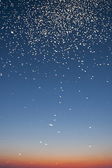 Image showing Large swarm of mosquitoes at sunset