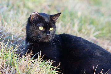 Image showing Black cat lying in grass