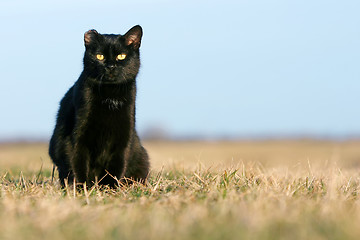 Image showing Black cat sitting in grass on meadow